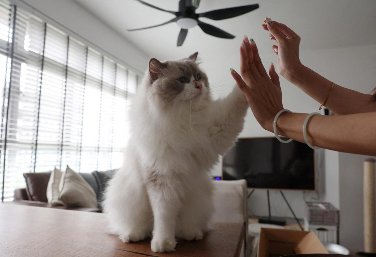 Singapore’s 30 year Ban on Cats in Government Housing is Lifted Providing Millions of Felines with Citizenship
