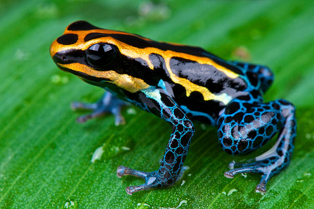 The+Amazon+dart+frog+is+bright%2Ccolorful%2C+frog+species+found+across+the+Amazon+in+Brazil%2CColombia%2CPeru+and+Ecuador.