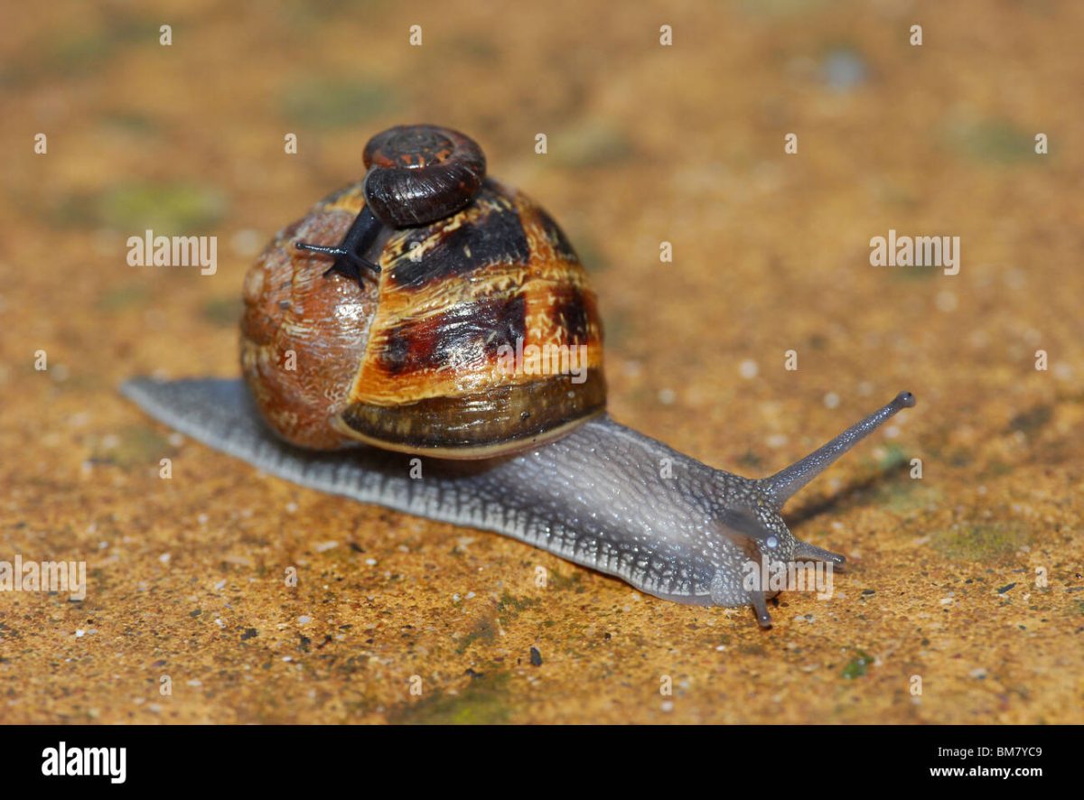 These snails give birth to babies that do the labor themselves.