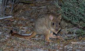 Woylies Are the Ecosystem Engineers of Australia-Critically Endangered but They’re Making a Comeback