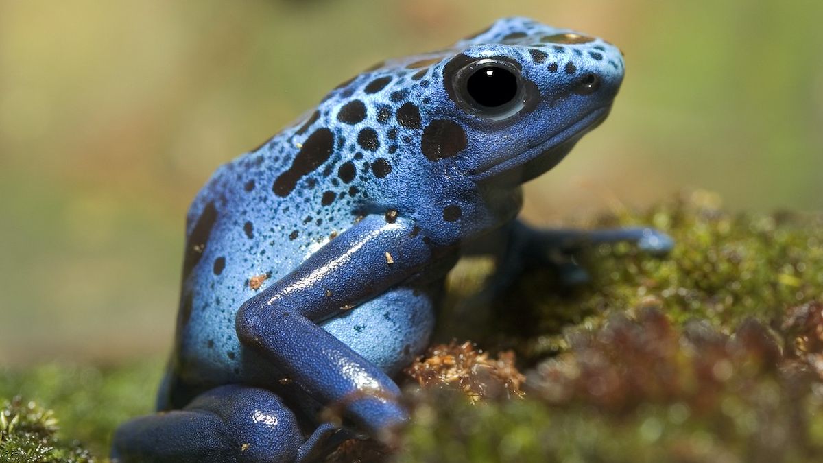How poison daft frogs transport defense toxins in their body.