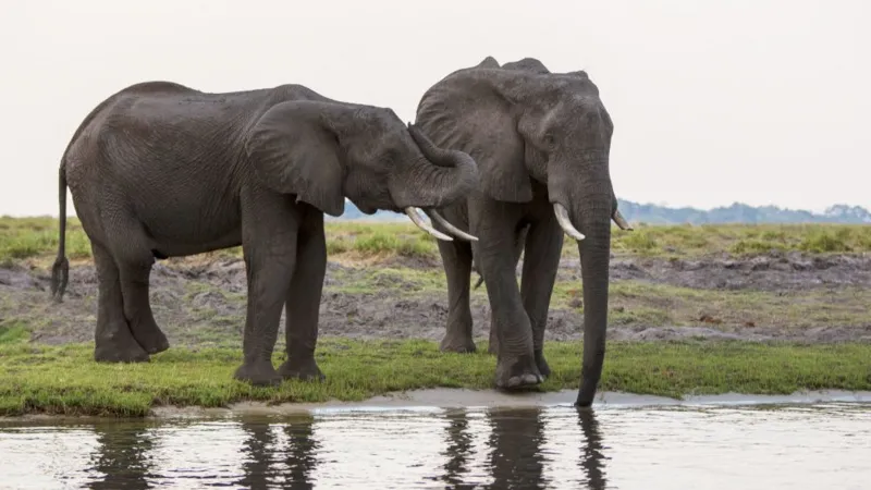 Botswana+Threatens+to+Send+20%2C000+Elephants+to+Germany