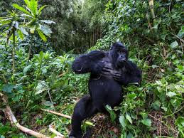 Gorillas Use Chest Beating As A Way To Prevent Fighting, Not Provoke It