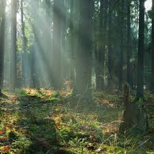 Forests can detect invisible space particles